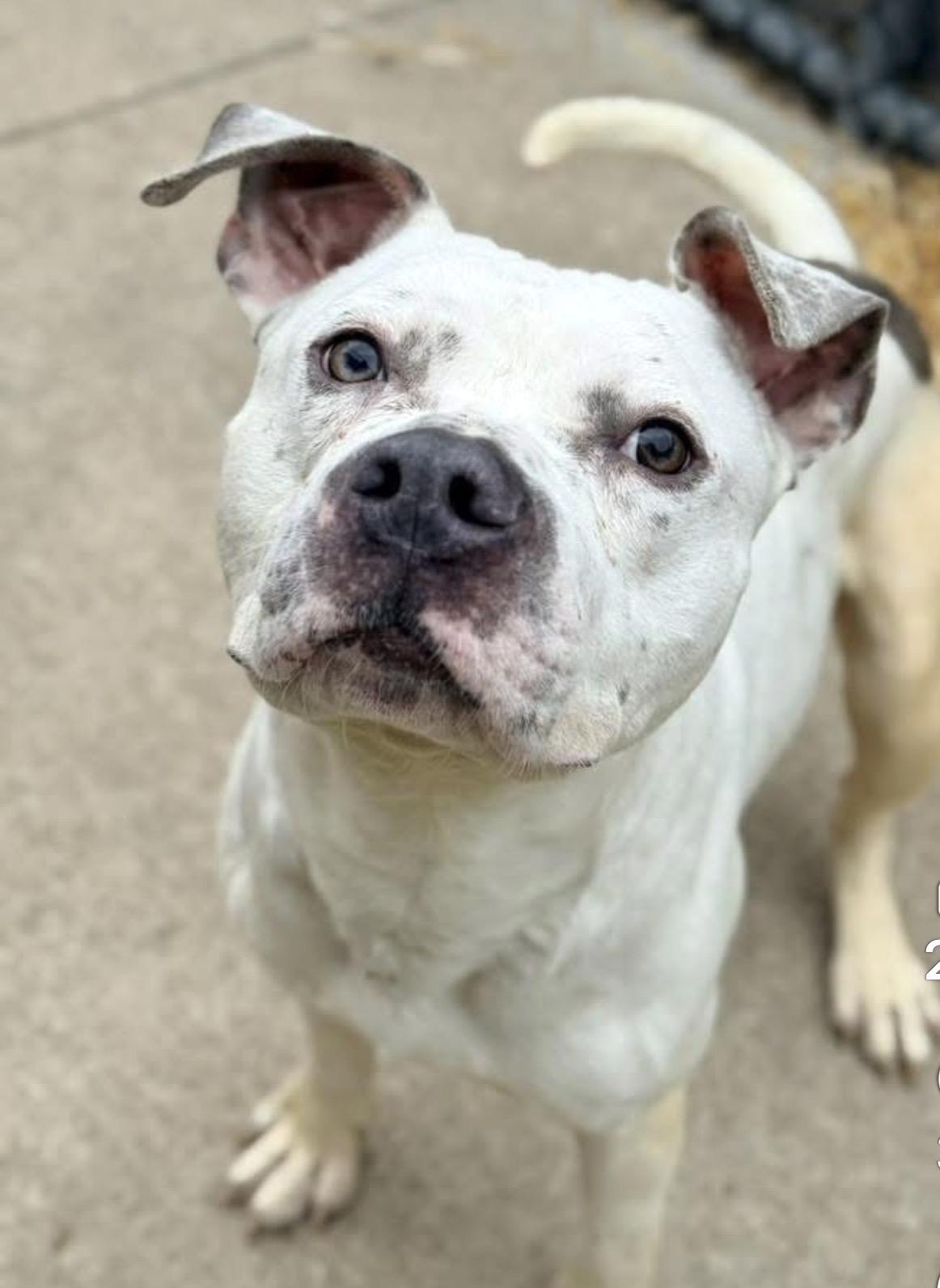 Budino, ADOPTABLE, Adult Male Pit Bull Terrier.