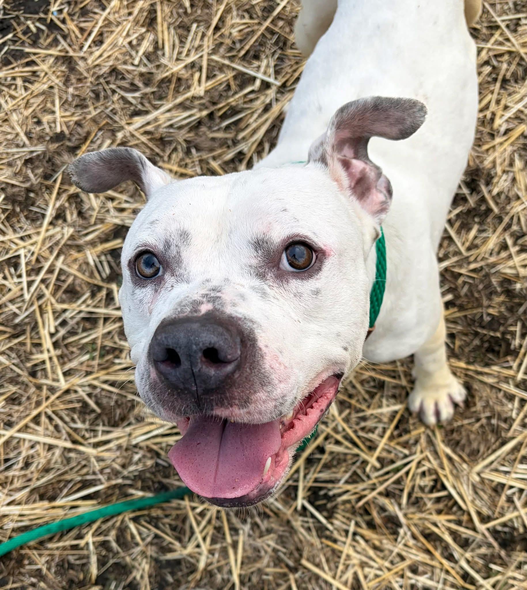 Enlarge Budino, a ADOPTABLE Pit Bull Terrier in Chicago, IL image 2/5