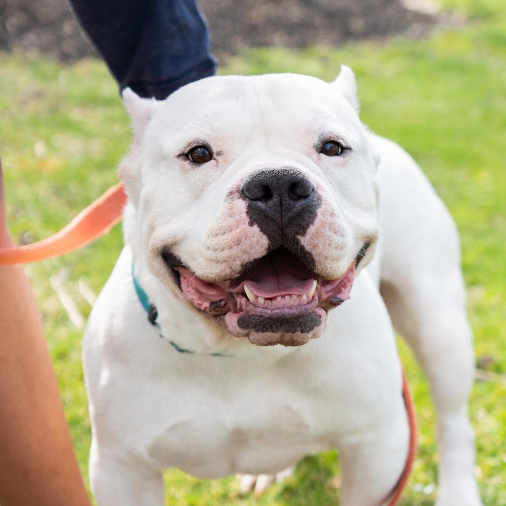 Lobo - IN FOSTER, a Adoptable Pit Bull Terrier in Birdsboro, PA image 5/6