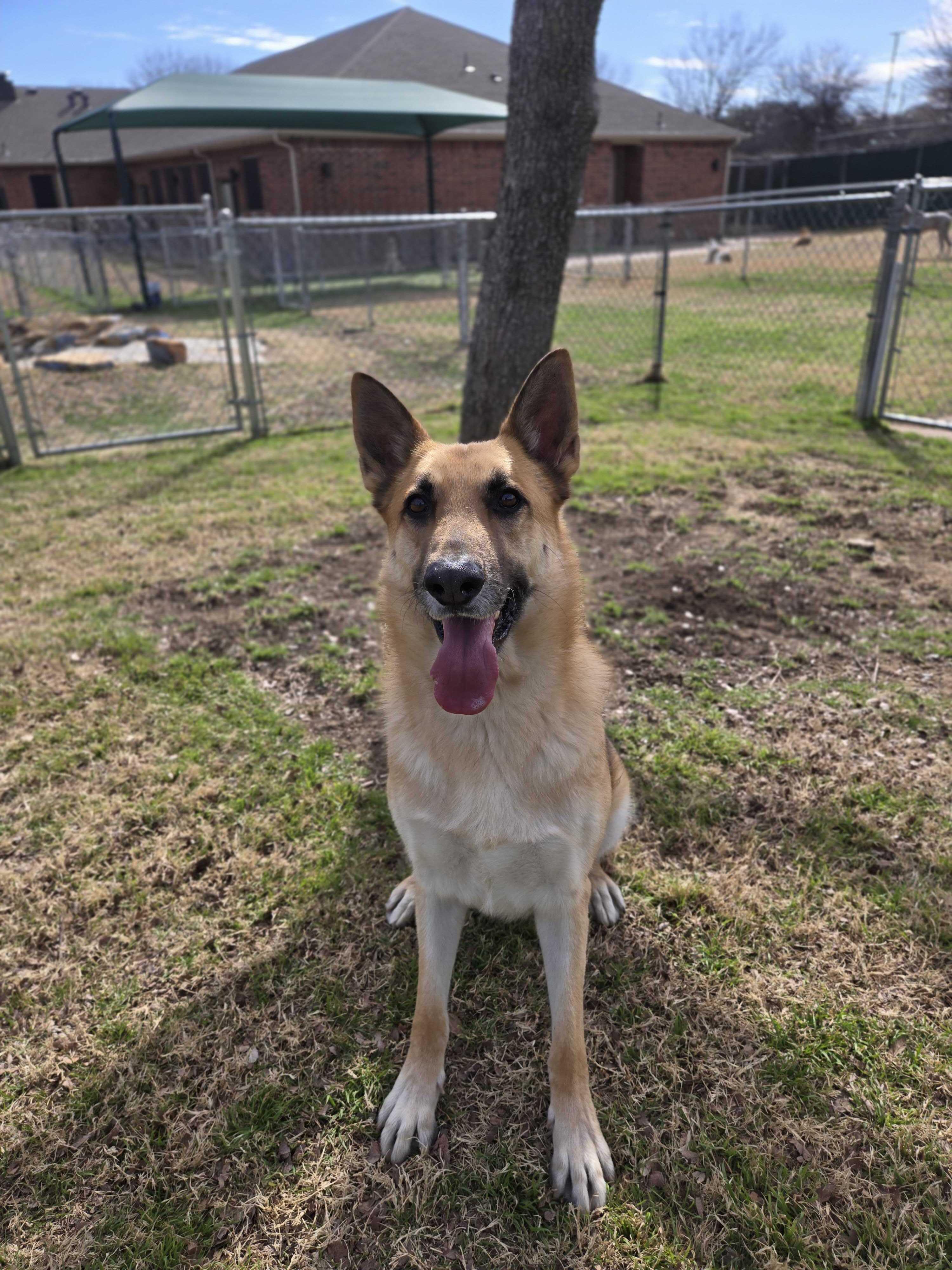Enlarge Mater, a Adoptable German Shepherd Dog in FRISCO, TX image 1/2