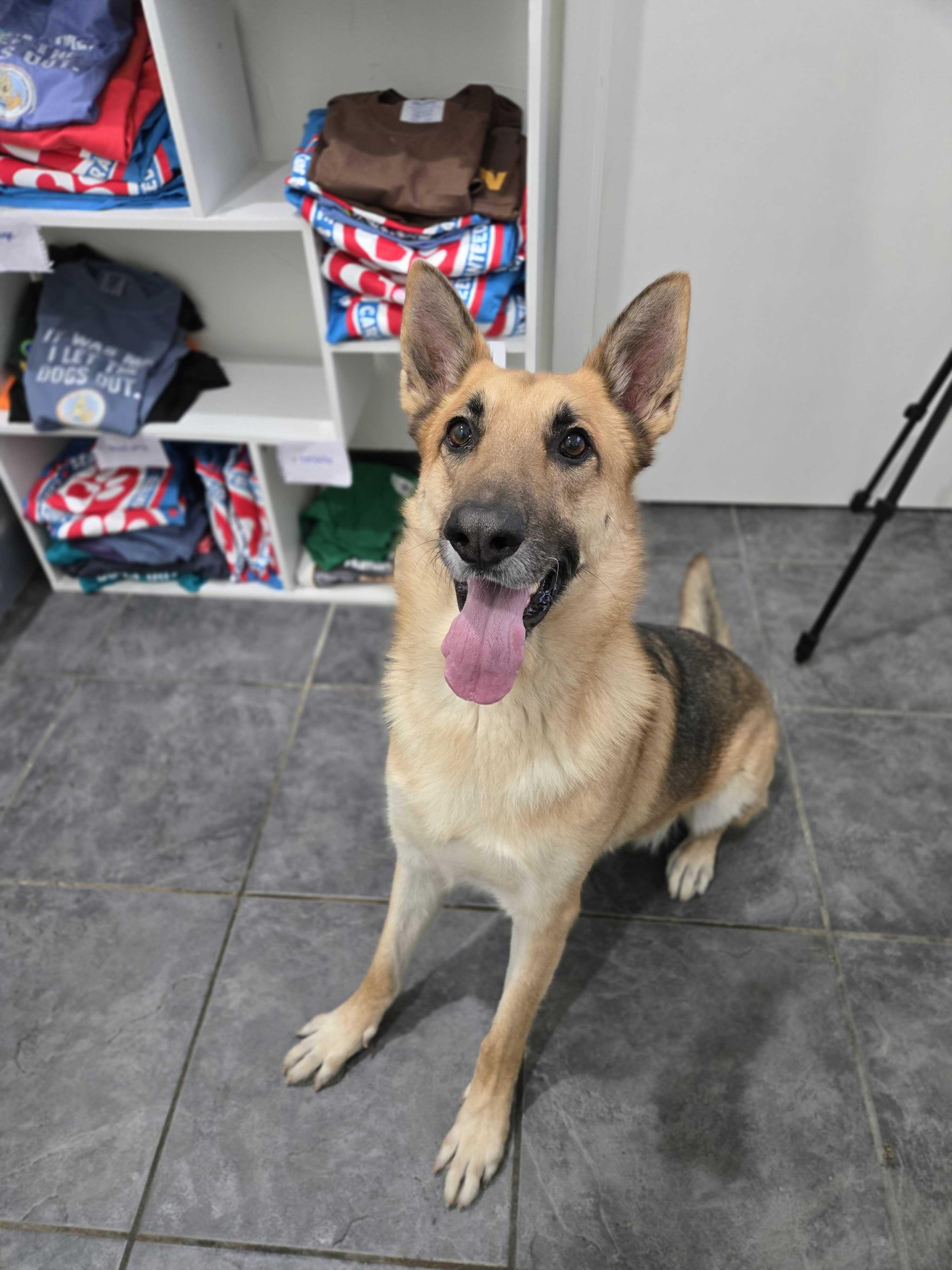 Enlarge Mater, a Adoptable German Shepherd Dog in FRISCO, TX image 2/2