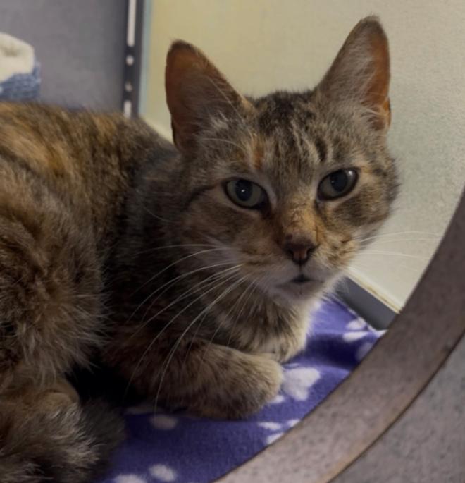 Enlarge Alani, a Adoptable mixed breed in Osseo, MI image 1/1