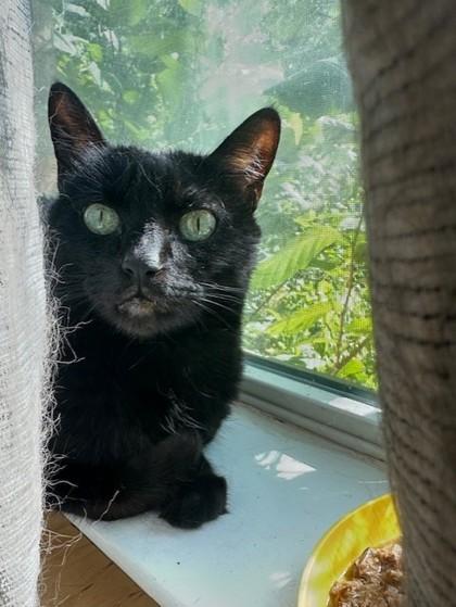 Kitty, Adoptable, Senior Female Domestic Short Hair & Domestic Short Hair.