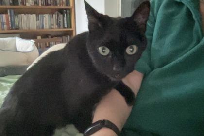 Kitty, Adoptable, Senior Female Domestic Short Hair & Domestic Short Hair.