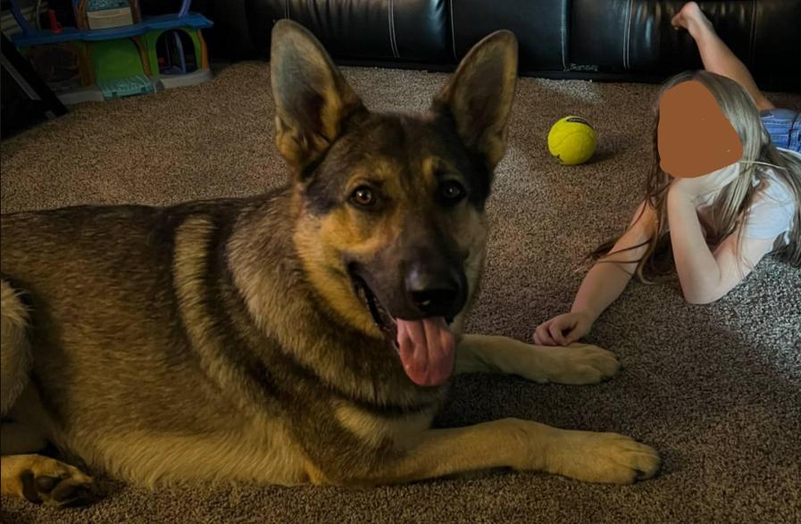 Enlarge Bear, a Adopted German Shepherd Dog in Fouke, AR image 6/6