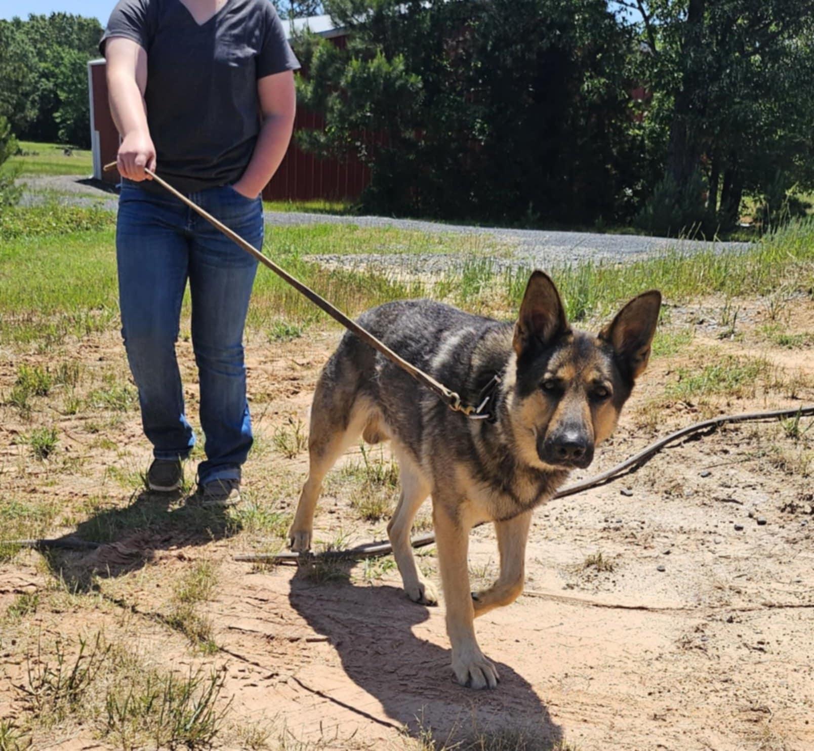 Bear, Adopted, Adult Male German Shepherd Dog.