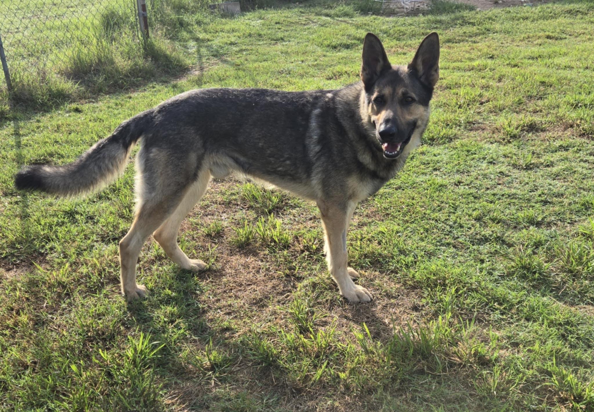 Enlarge Bear, a Adopted German Shepherd Dog in Fouke, AR image 2/6