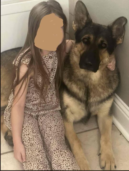 Enlarge Bear, a Adopted German Shepherd Dog in Fouke, AR image 5/6