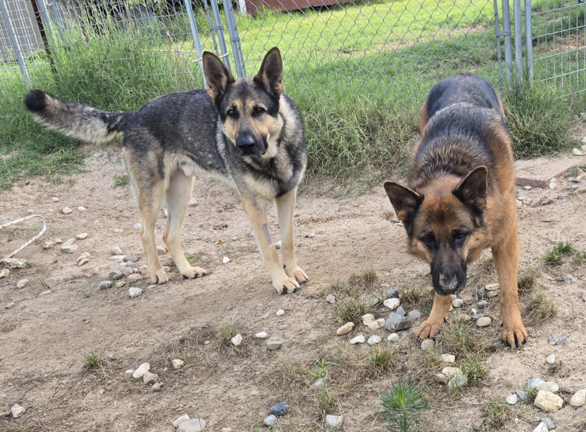 Bear, Adopted, Adult Male German Shepherd Dog.