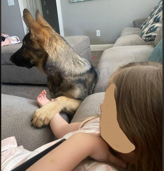 Enlarge Bear, a Adopted German Shepherd Dog in Fouke, AR image 4/6