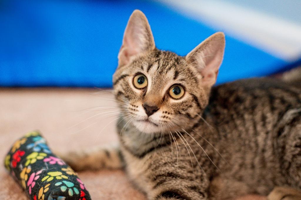 Betty, Adoptable, Kitten Female Domestic Short Hair.