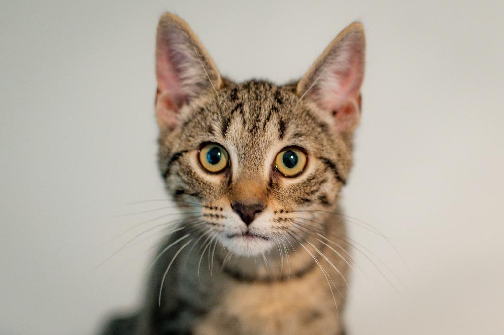 Enlarge Betty, a Adoptable mixed breed in Hampton, VA image 2/5