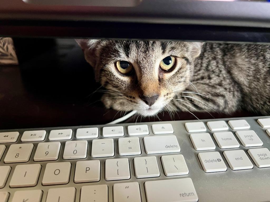 Enlarge Betty, a Adoptable mixed breed in Hampton, VA image 3/5