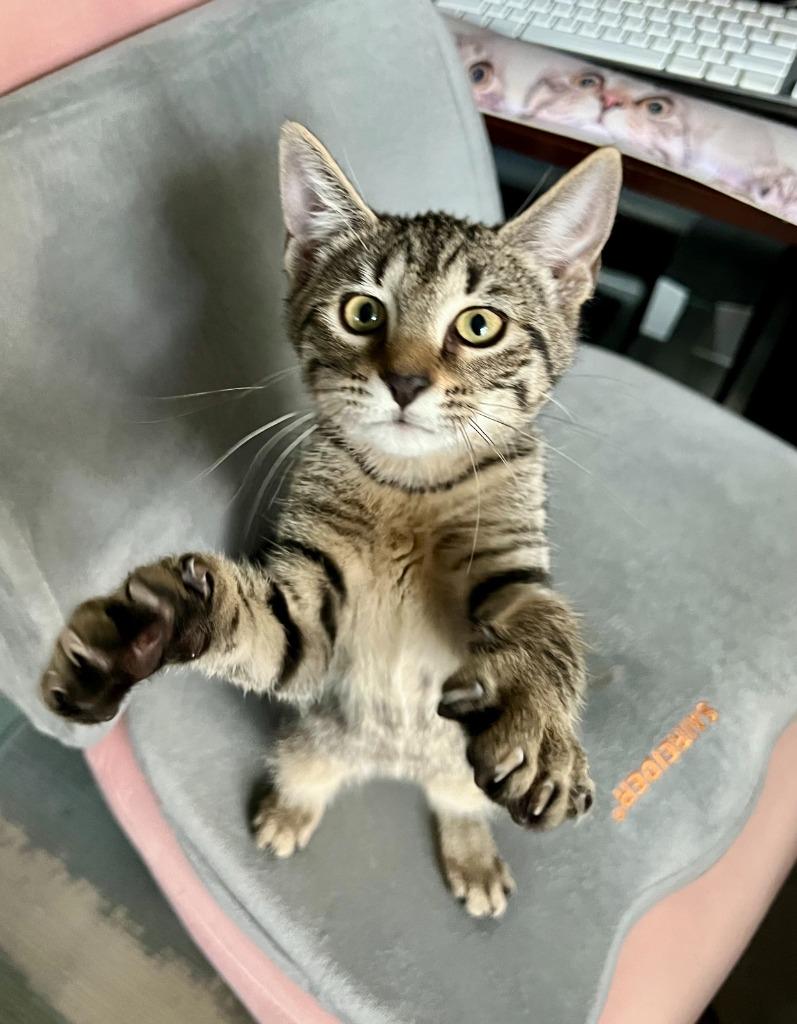 Enlarge Betty, a Adoptable mixed breed in Hampton, VA image 4/5