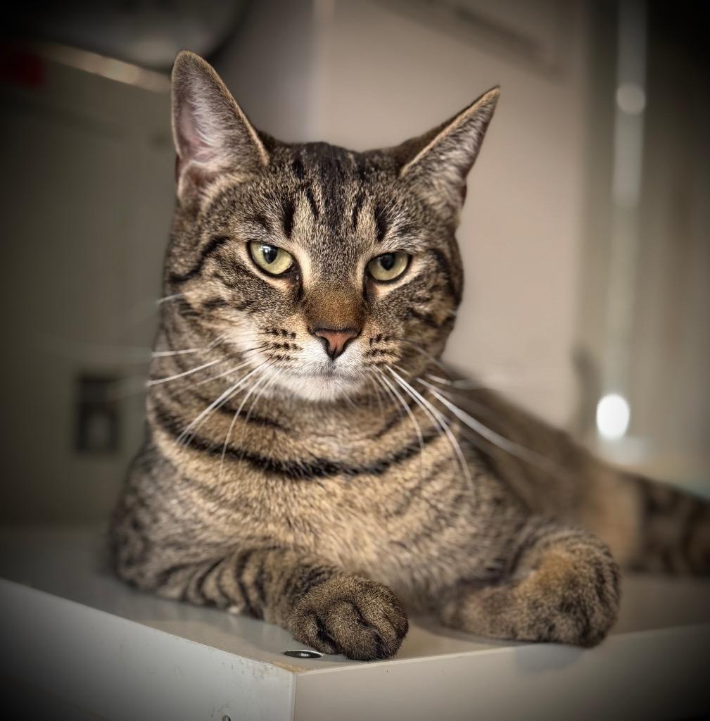 Betty, Adoptable, Young Female Domestic Short Hair.