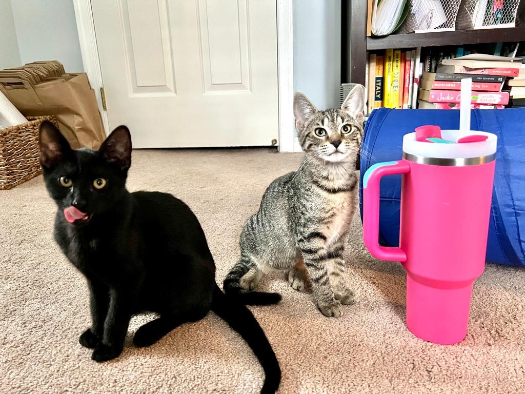 Enlarge Betty, a Adoptable mixed breed in Hampton, VA image 5/5