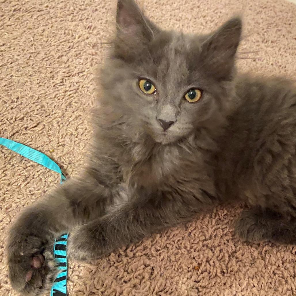 Kyia, Adoptable, Adult Female Maine Coon.
