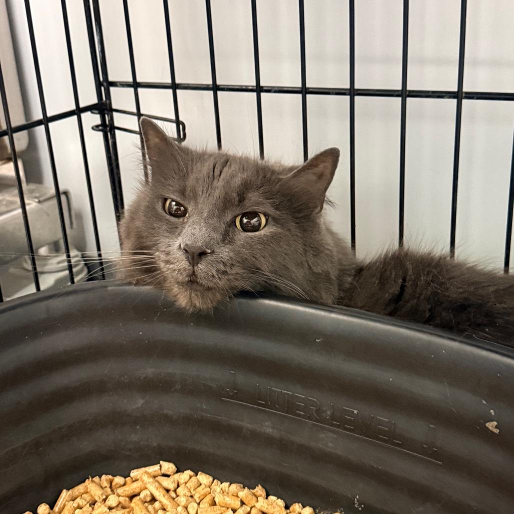 Enlarge Kyia, a Adoptable Maine Coon in Georgetown, KY image 2/2