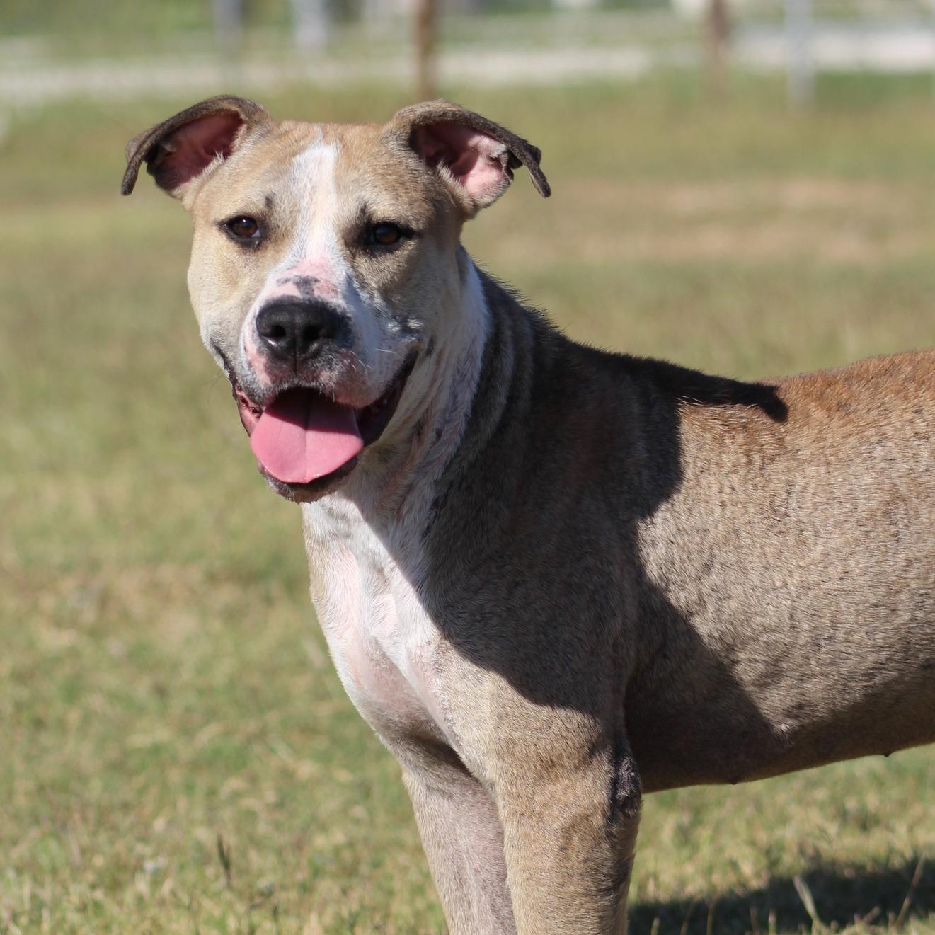 Enlarge Wilma, a Adoptable Pit Bull Terrier in Temple, TX image 1/2