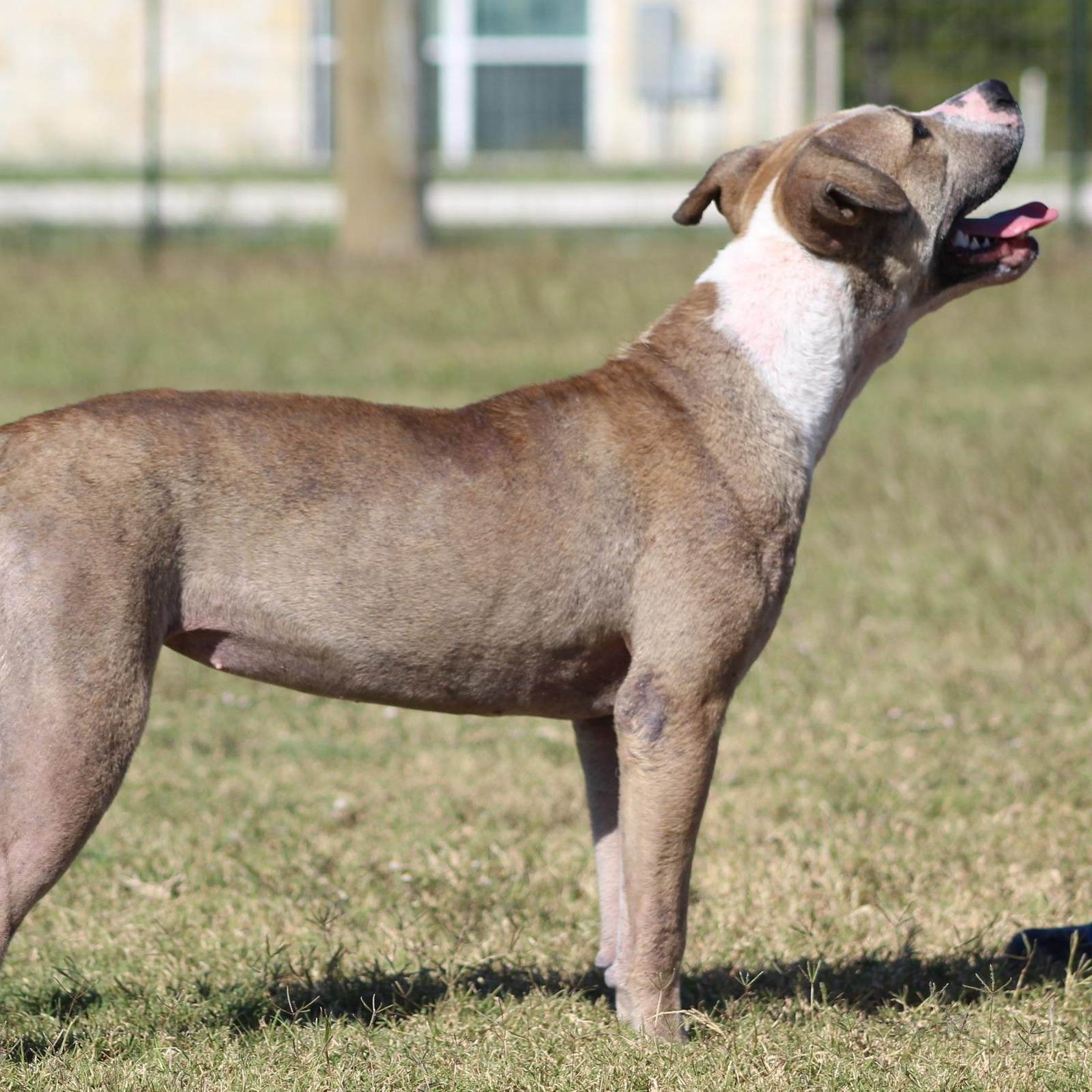 Enlarge Wilma, a Adoptable Pit Bull Terrier in Temple, TX image 2/2