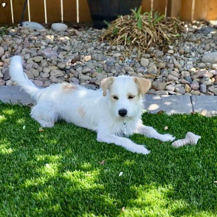Enlarge Jitter, a Adoptable mixed breed in Mead, CO image 4/4