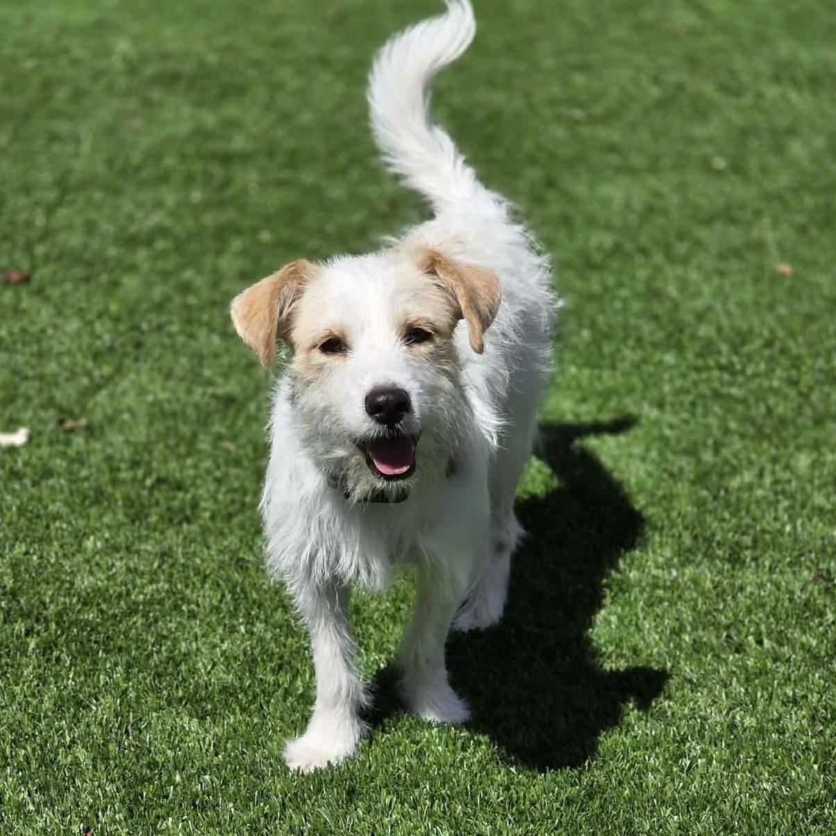 Enlarge Jitter, a Adoptable mixed breed in Mead, CO image 1/4