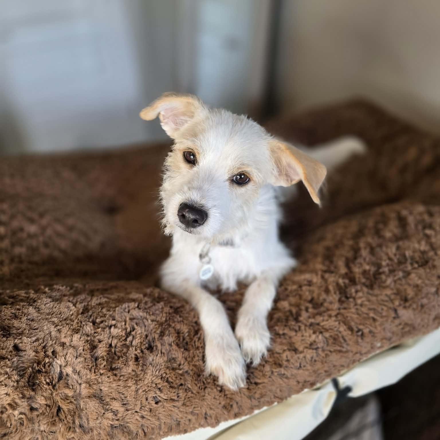 Enlarge Jitter, a Adoptable mixed breed in Mead, CO image 2/4