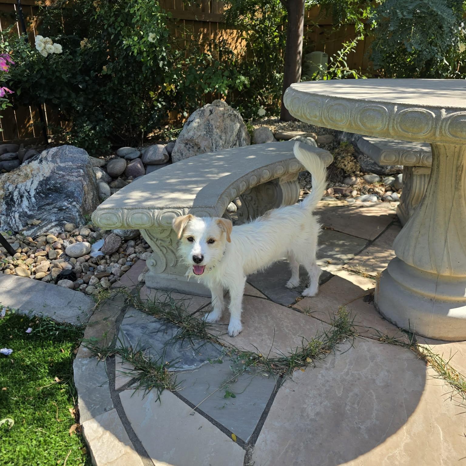 Enlarge Jitter, a Adoptable mixed breed in Mead, CO image 3/4