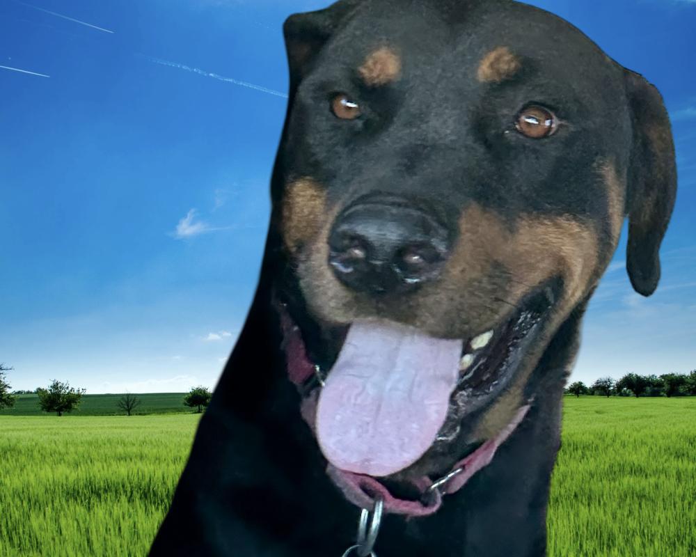 Kobe #2 2025, a Adoptable Rottweiler in Gilbert, AZ image 1/6