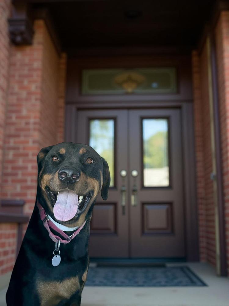 Kobe #2 2025, a Adoptable Rottweiler in Gilbert, AZ image 2/6