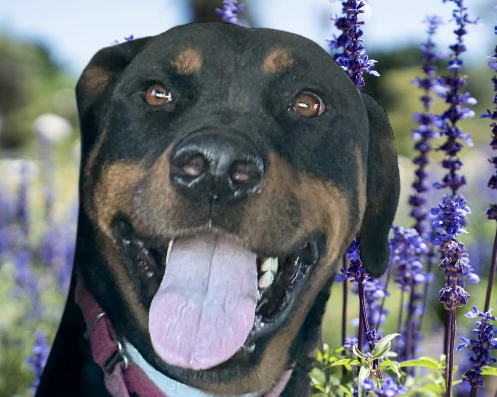 Kobe #2 2025, a Adoptable Rottweiler in Gilbert, AZ image 5/6
