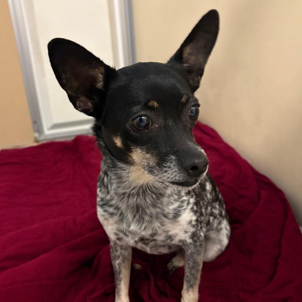 Svedka, Adoptable, Adult Female Chihuahua & Mixed Breed.