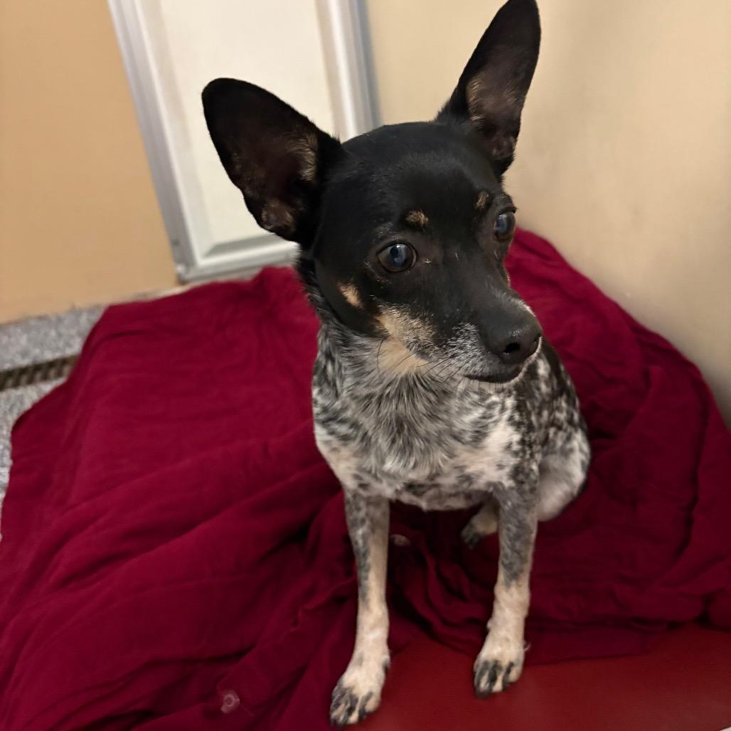 Enlarge Svedka, a Adoptable mixed breed in Binghamton, NY image 2/2