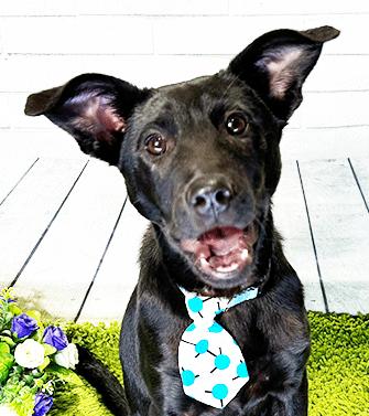 Enlarge CRISTA, a ADOPTABLE mixed breed in Castro Valley, CA image 2/3