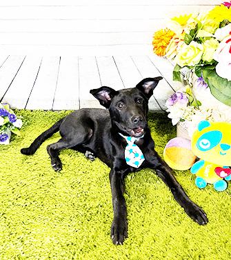 Enlarge CRISTA, a ADOPTABLE mixed breed in Castro Valley, CA image 3/3