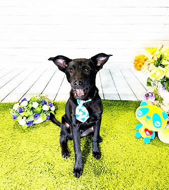 CRISTA, ADOPTABLE, Young Male Labrador Retriever.