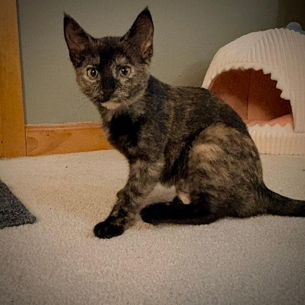 Annie, Adoptable, Kitten Female Domestic Short Hair.
