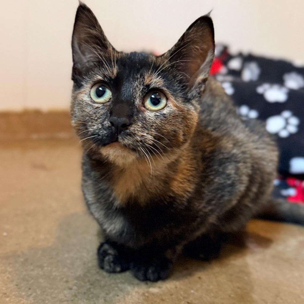 Enlarge Annie, a Adoptable Domestic Short Hair in Green Bay, WI image 2/6