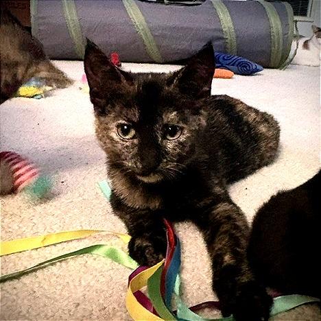 Enlarge Annie, a Adoptable Domestic Short Hair in Green Bay, WI image 3/6