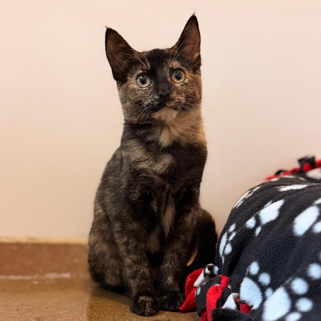 Enlarge Annie, a Adoptable Domestic Short Hair in Green Bay, WI image 4/6