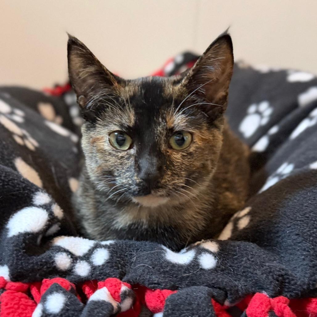 Enlarge Annie, a Adoptable Domestic Short Hair in Green Bay, WI image 5/6