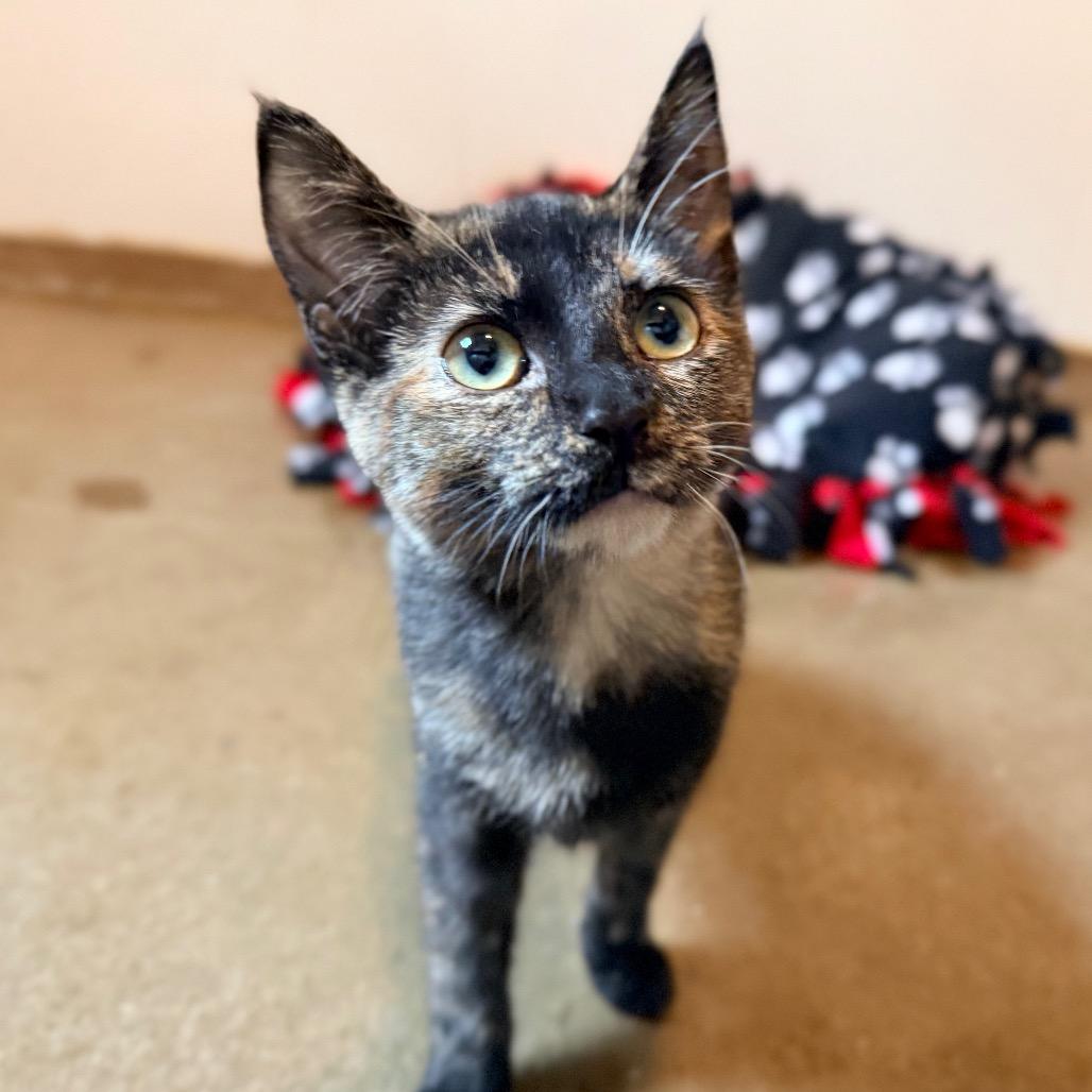 Enlarge Annie, a Adoptable Domestic Short Hair in Green Bay, WI image 6/6