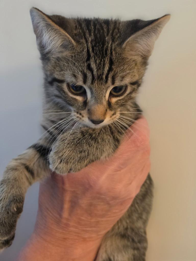 General, Adoptable, Kitten Male Domestic Short Hair.