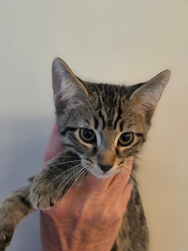 Enlarge General, a Adoptable mixed breed in Shawnee, KS image 2/2