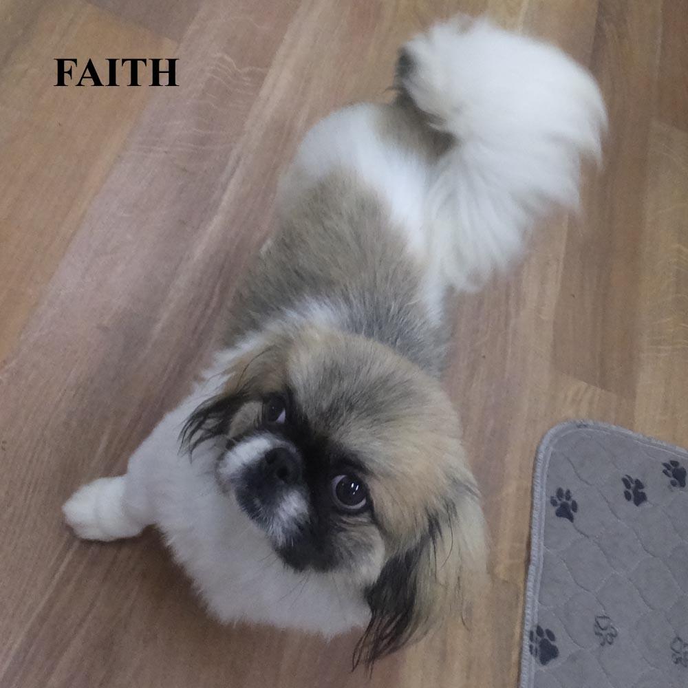 DEANNA FAITH JEANNIE, a ADOPTABLE Pekingese in Trufant, MI image 2/4