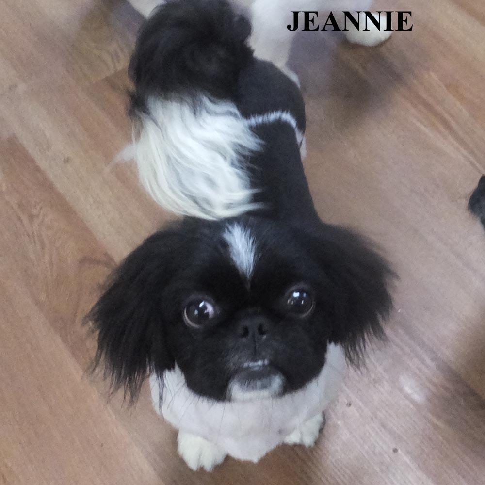 DEANNA FAITH JEANNIE, a ADOPTABLE Pekingese in Trufant, MI image 4/4