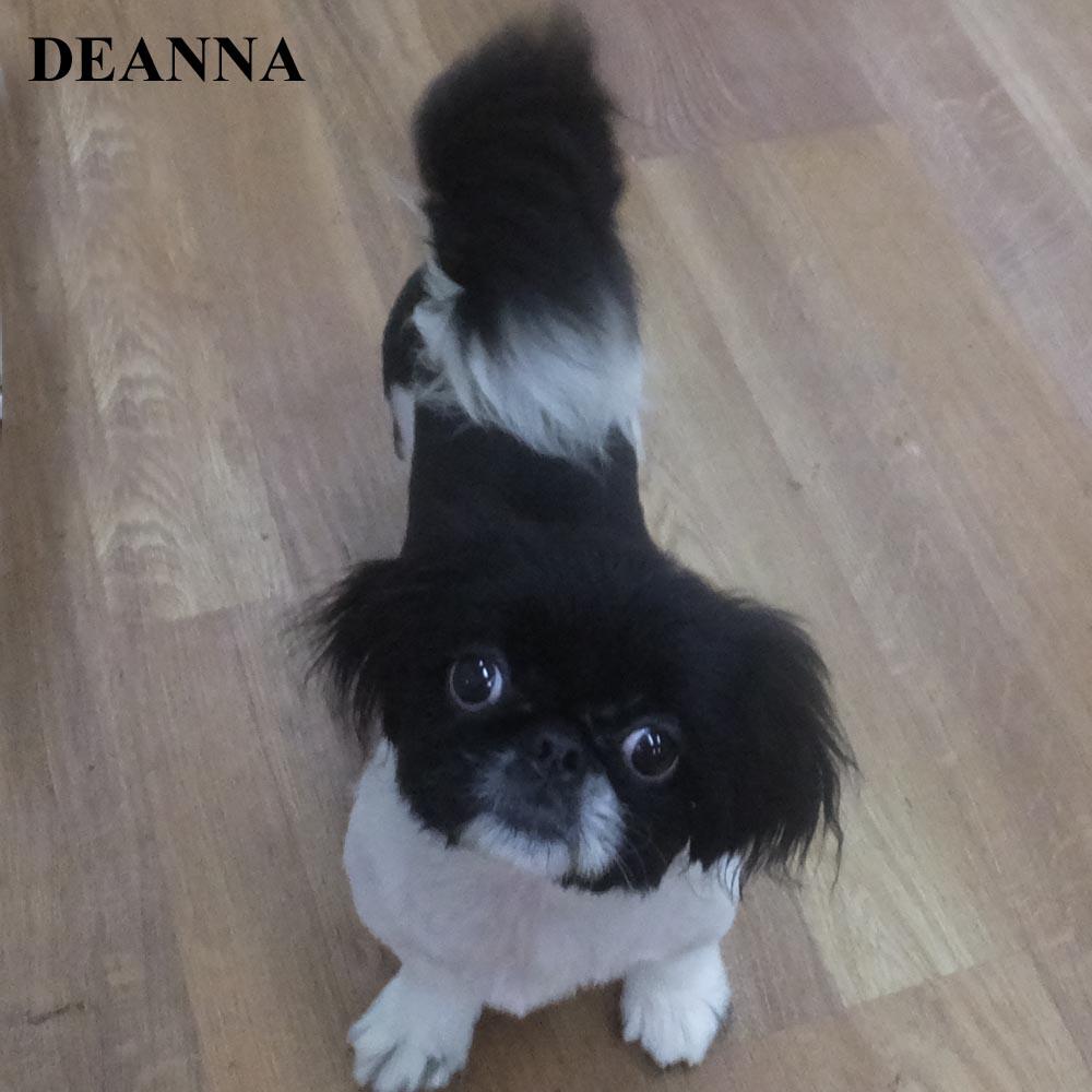 DEANNA FAITH JEANNIE, a ADOPTABLE Pekingese in Trufant, MI image 3/4