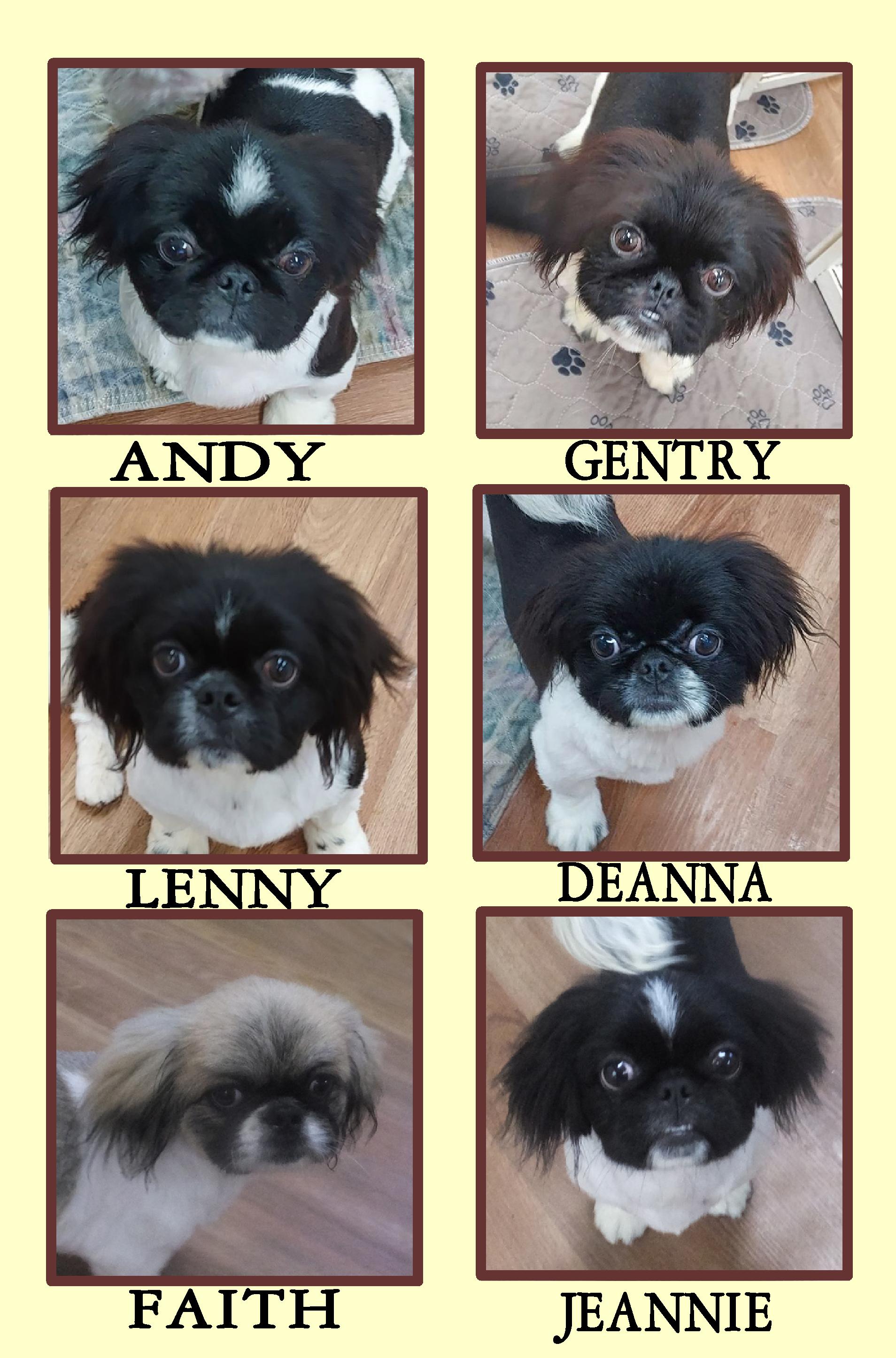 DEANNA FAITH JEANNIE, ADOPTABLE, Young Female Pekingese.