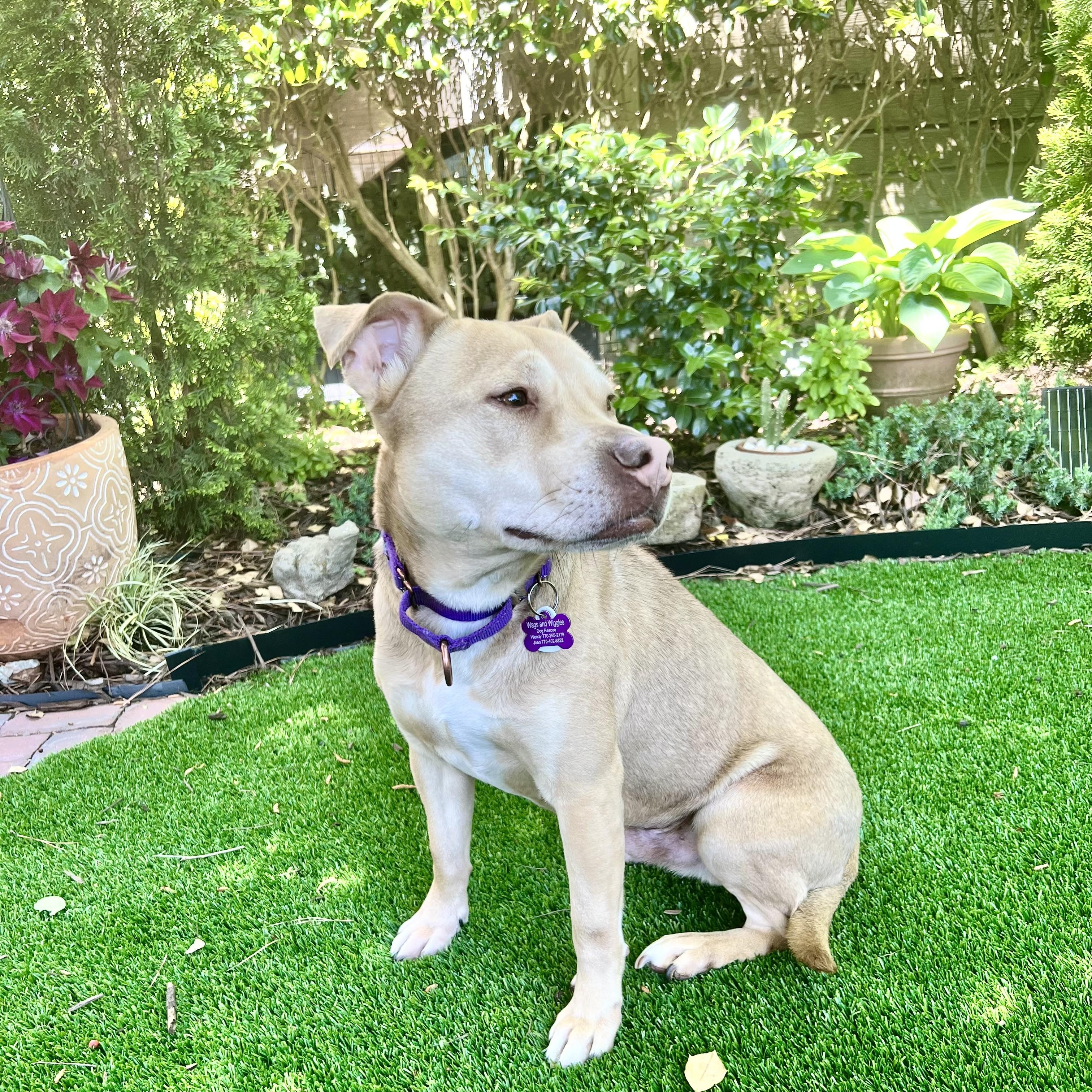 Enlarge Chevy, a ADOPTABLE mixed breed in Cumming, GA image 6/6