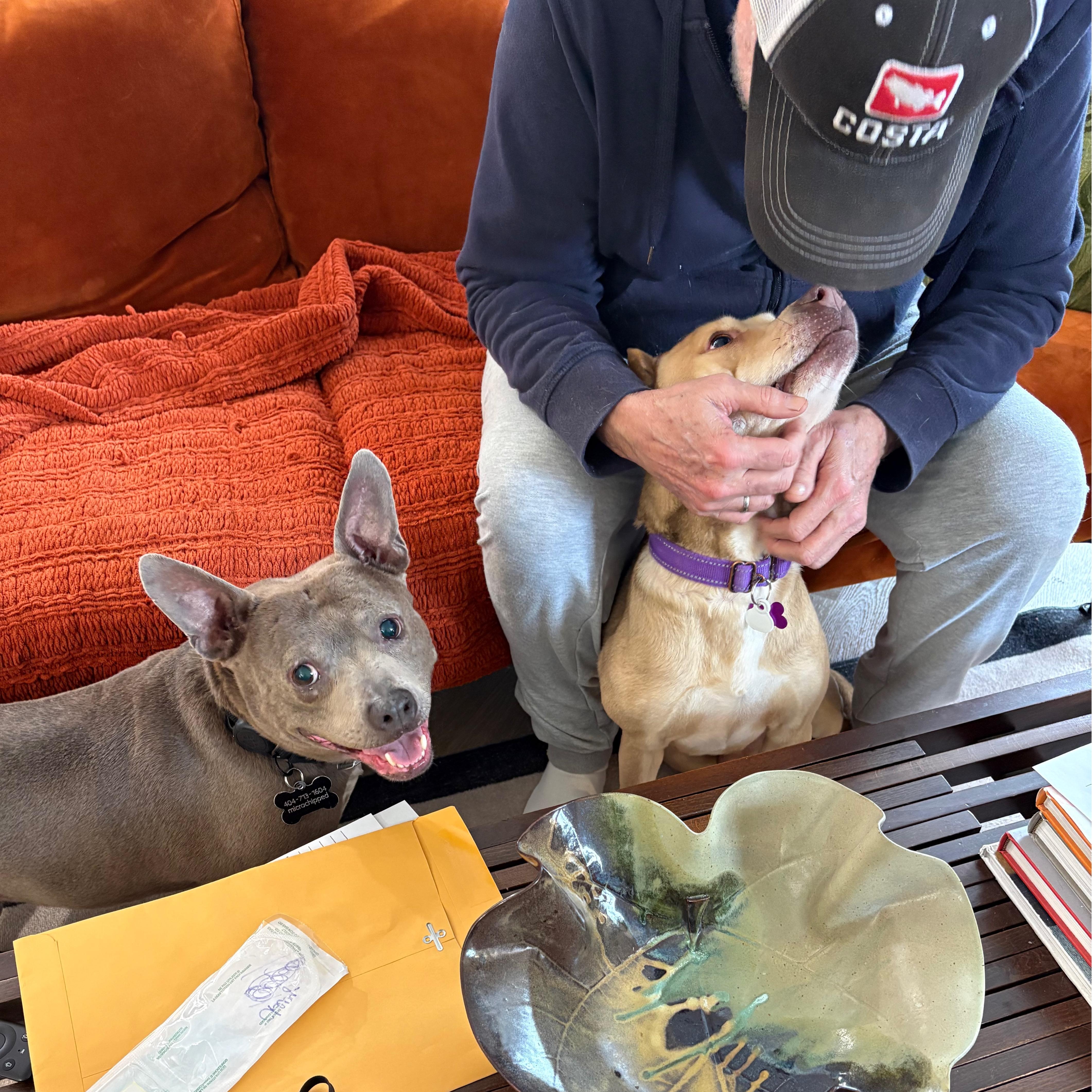 Enlarge Chevy, a ADOPTABLE mixed breed in Cumming, GA image 2/6